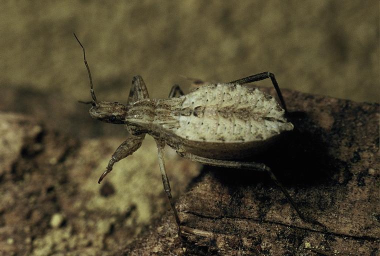 Reduviidae: Oncocephalus della Francia meridionale